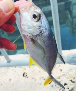 沖縄でロウニンアジを釣ってみよう 2月 3月 冬 早春に沖縄旅行ついでにショアから釣れる魚 ガーラ編 Fishing Style