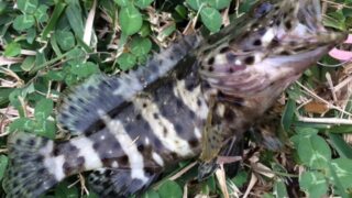 沖縄に釣りをしに行こう♪2月〜3月、冬～早春に沖縄旅行ついでにショアから釣れる魚。【ミーバイ】