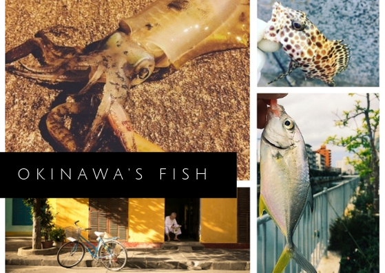 【まとめ】2月〜3月、冬～早春に沖縄旅行ついでに陸から釣れる魚。初心者でも釣れるルアー、釣り方解説