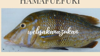 行ってみてわかった。2月〜3月、冬～早春に沖縄旅行ついでにショアから釣れる魚。【タマン編】