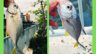 沖縄でロウニンアジを釣ってみよう！2月〜3月、冬～早春に沖縄旅行ついでにショアから釣れる魚。【ガーラ編】