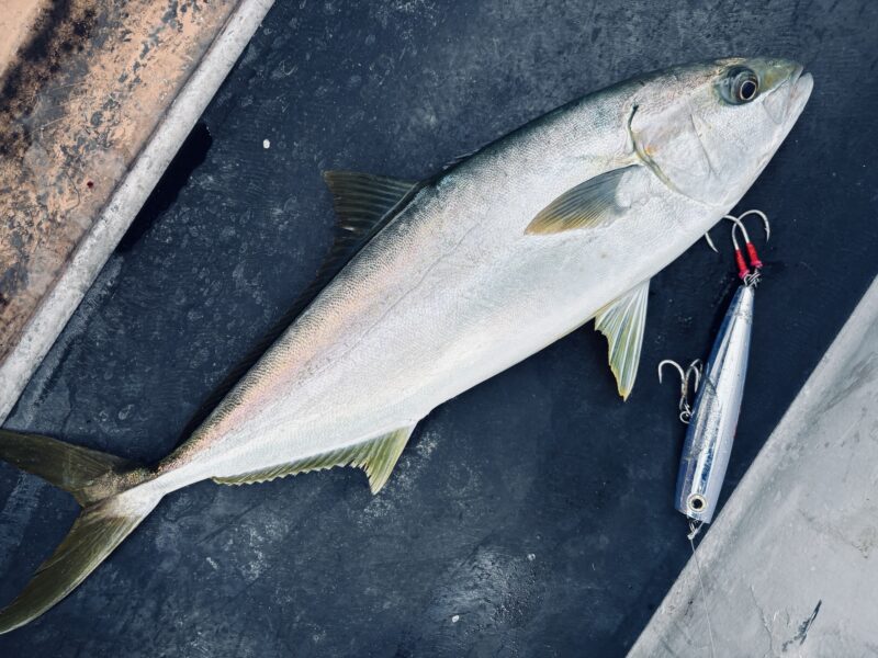 ポップクイーン１６０